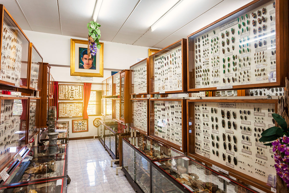 Музей насекомых и чудес природы, Чиангмай